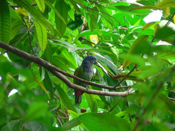 152- Perruche dans un arbre 